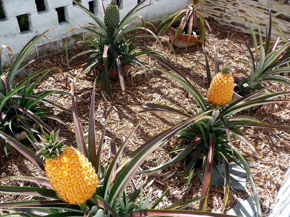 Pineapples growing in pits
